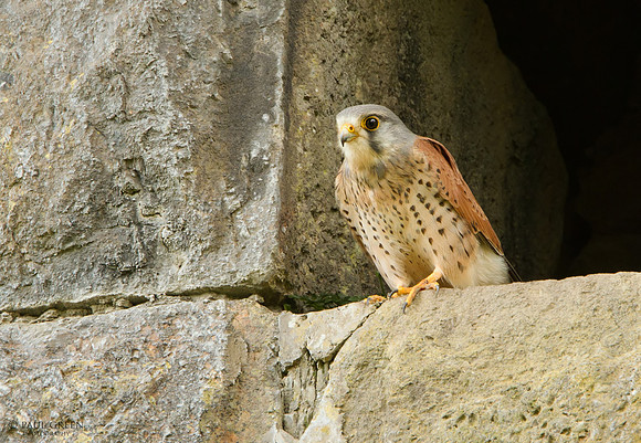 Kestrel male