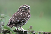 Little owl