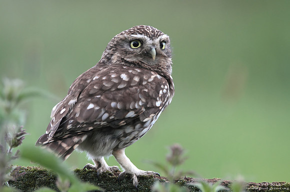 Little owl
