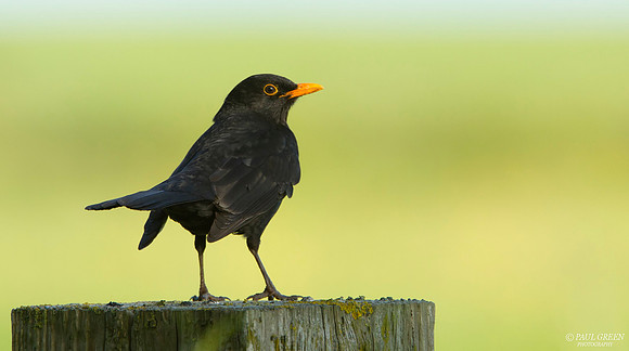 Blackbird