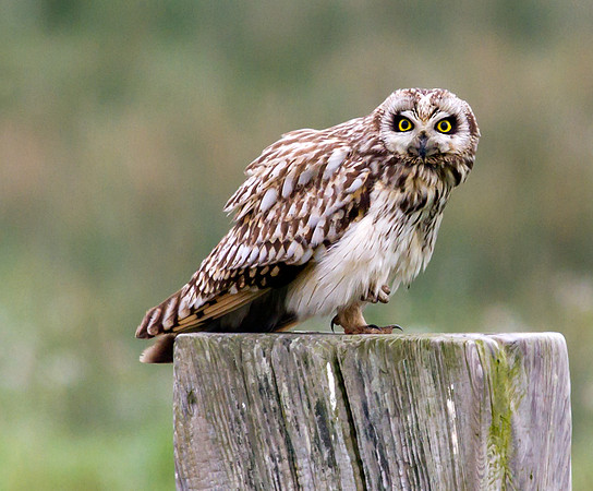 Short eared owl