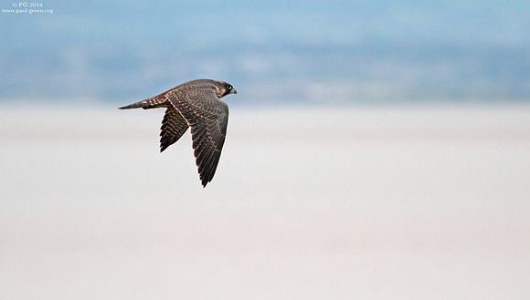 Peregrine juvenile