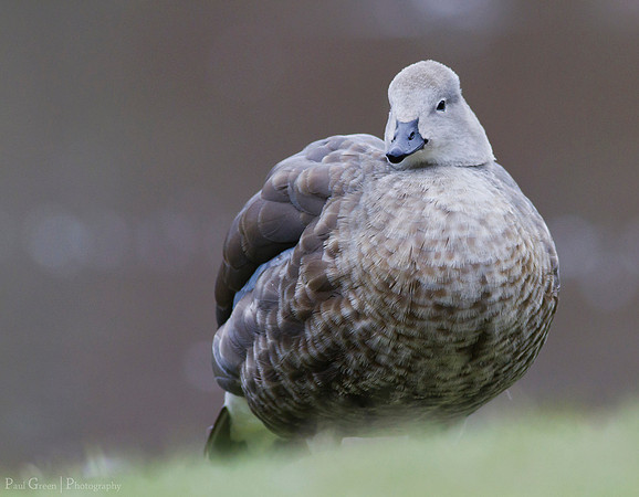 Blue Winged Goose