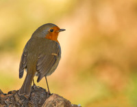 Robin