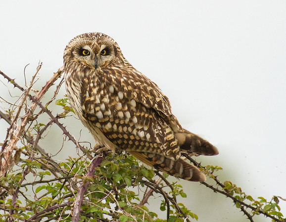 Short eared owl