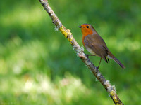 Robin
