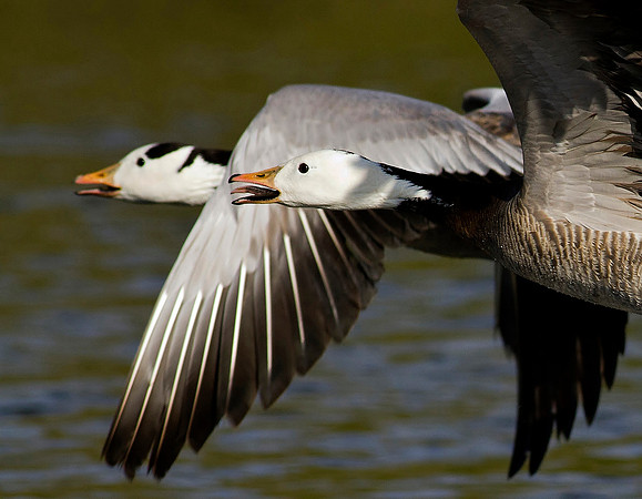 Bar Headed Goose