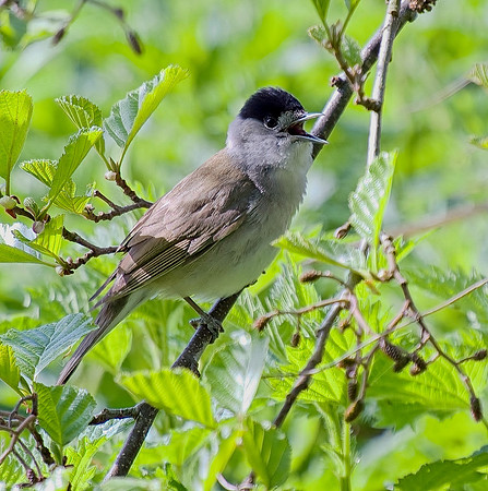 Blackcap