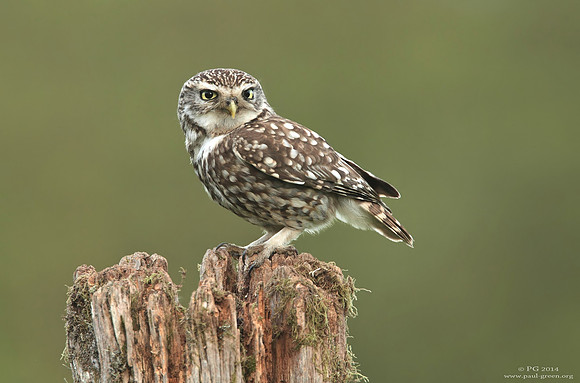 Little owl