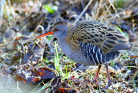 Water Rail
