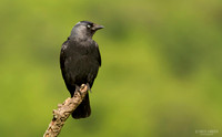 Jackdaw