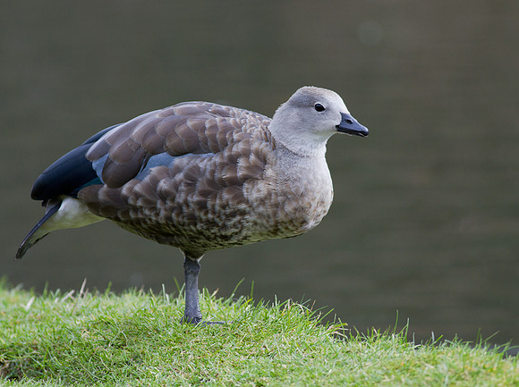 Blue Winged Goose