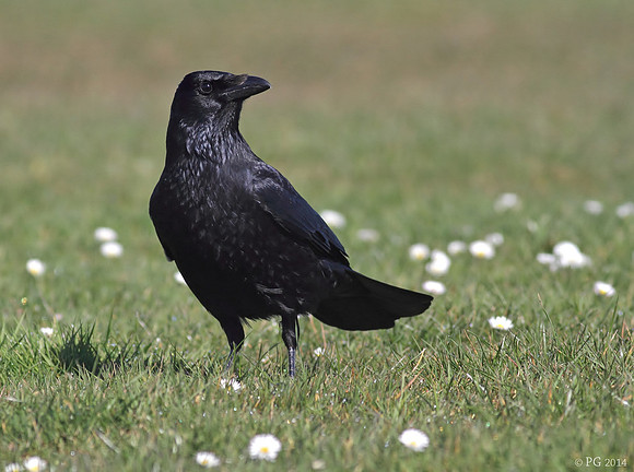 Carrion crow