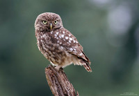 Little owl