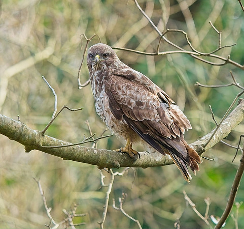 Buzzard