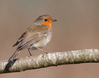 Robin
