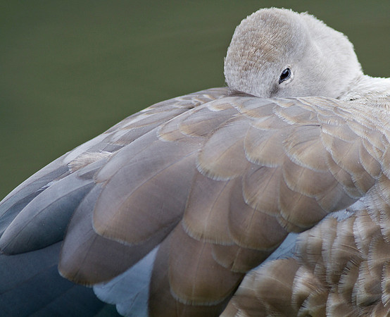 Blue Winged Goose