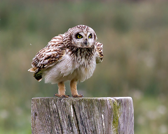 Short eared owl