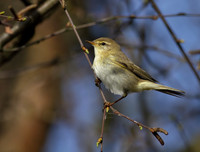 Chiffchaff