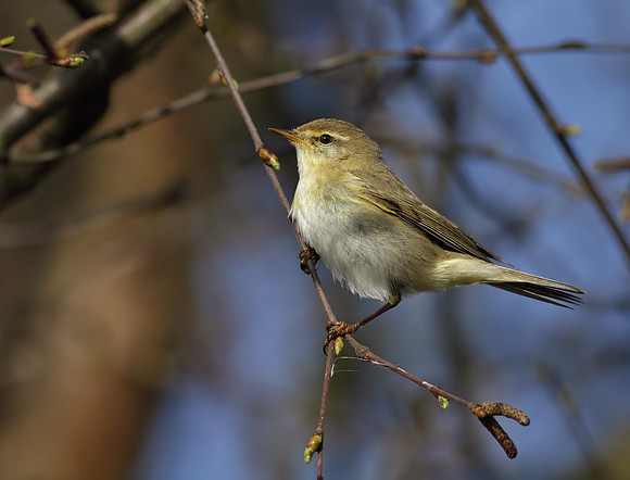 Chiffchaff