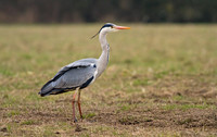 Grey Heron