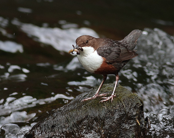Dipper