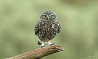 Little owl