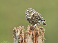 Little owl