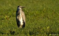 Grey heron