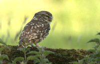 Little owl