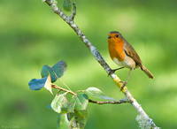 Robin