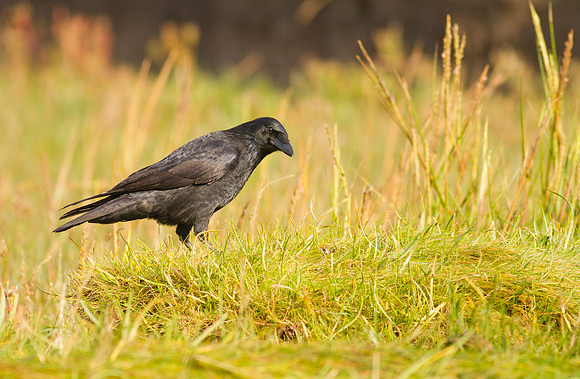Carrion crow
