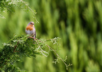 Robin