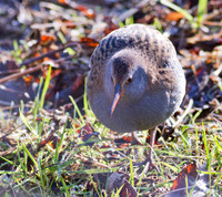 Water Rail