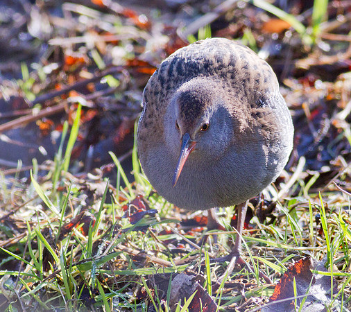 Water Rail