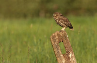 Little owl