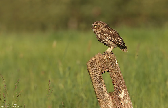 Little owl