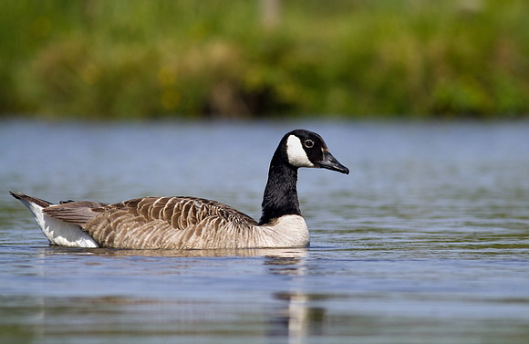 Canada Goose