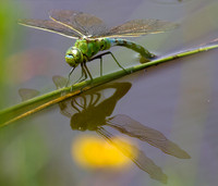 Emperor Dragonfly