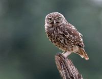 Little owl