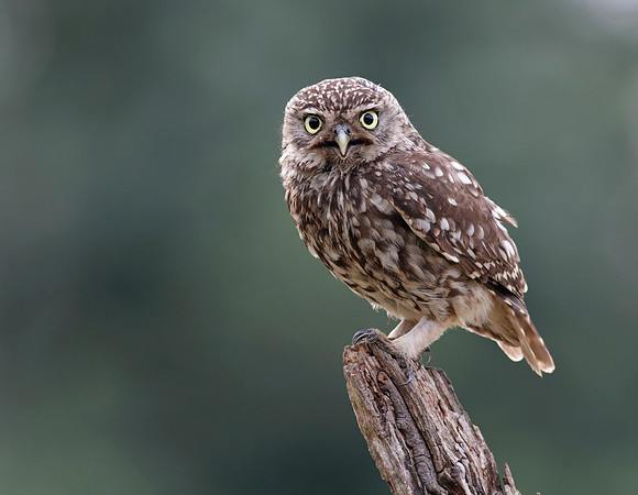 Little owl