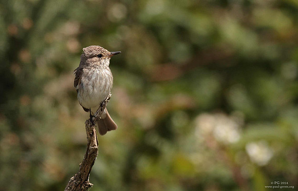 Spotted flycatcher