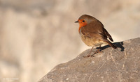 Robin