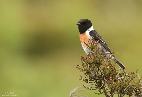 Stonechat male