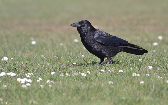 Carrion crow