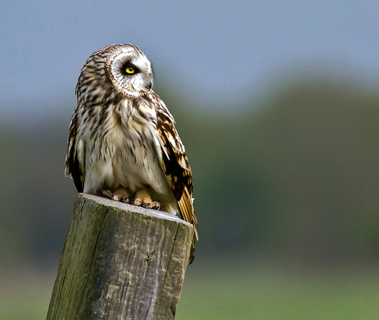 Short eared owl