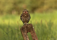Little owl