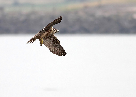 Peregrine juvenile