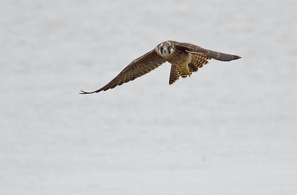 Peregrine juvenile