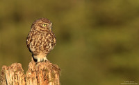 Little owl